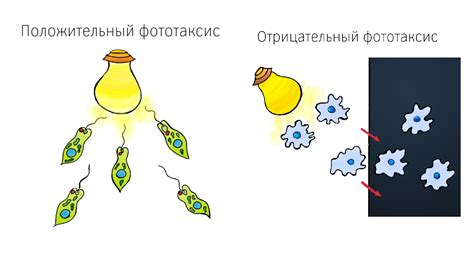 Физиологическая реакция огурцов на свет