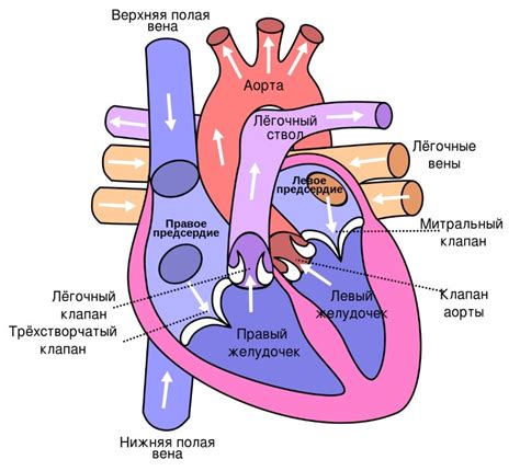 Физиологическая структура сердца