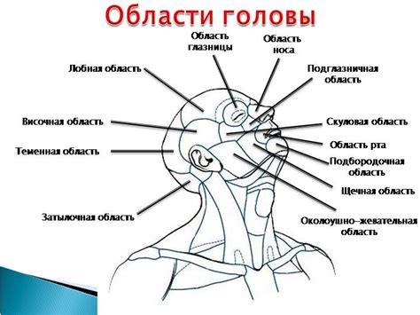 Физиологические объяснения проявления сновидений о мизоцене на верхней части головы