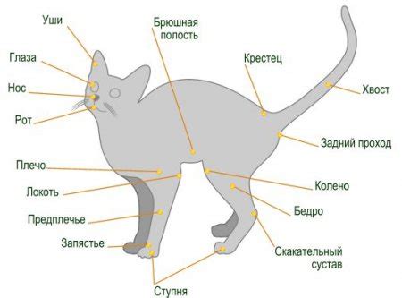 Физиологические особенности кошек, влияющие на сезон линьки