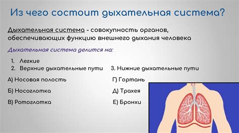 Физиологические особенности людей с хвостом