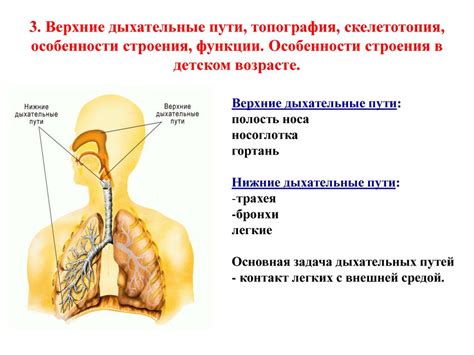 Физиологические особенности острых коленок у женщин