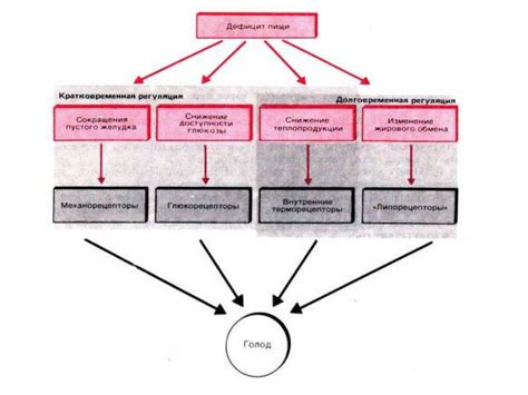 Физиологические особенности ощущения голода и сытости