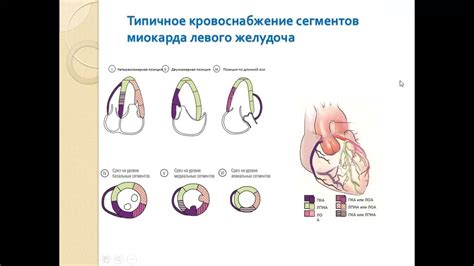 Физиологические показатели систолической функции