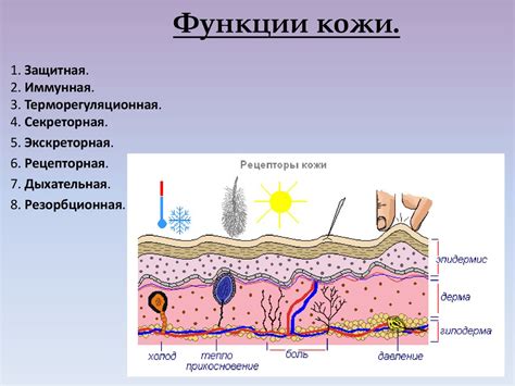 Физиологические характеристики и особенности белокурой кожи и волос