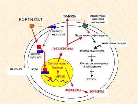 Физиологические эффекты улыбки