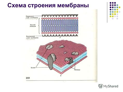 Физиологический ответ на раздражение