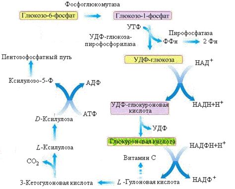 Физиология глюкозы в организме