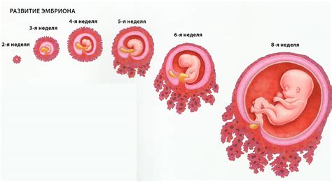 Физиология зачатия: как происходит формирование эмбриона?