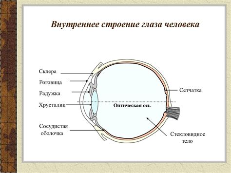 Физиология мигания глазами