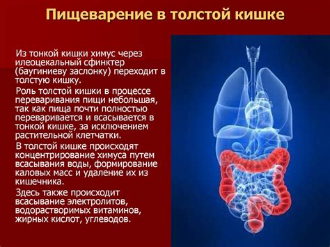 Физиология пищеварительной системы и пищеварение