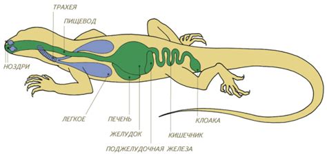 Физиология рептилий: особенности и строение