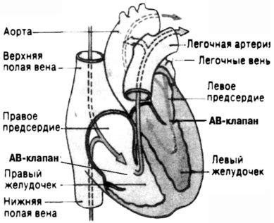 Физиология сердечной оси