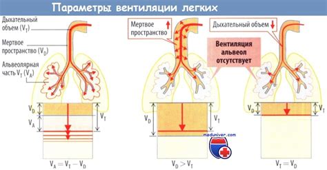 Физиология собаки и особенности вентиляции легких