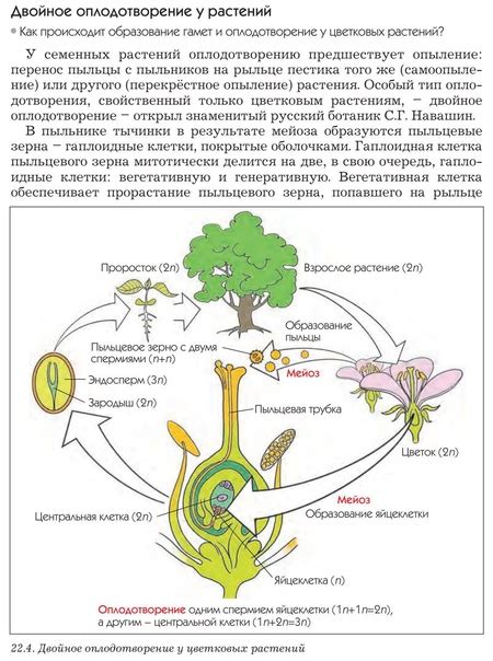 Физиология цветения и плодоношения