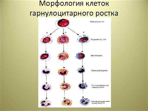 Физиотерапевтические методы для расширения гранулоцитарного ростка