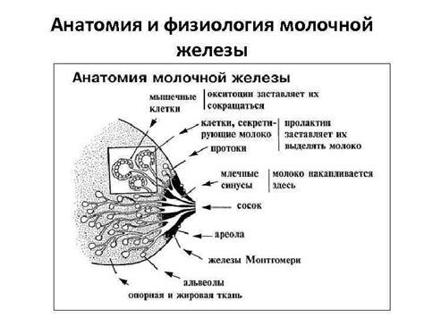 Физическая активность и молочная железа