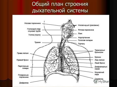 Физическая нагрузка и ее влияние на работу дыхательной системы