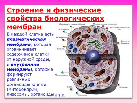 Физические и биологические свойства