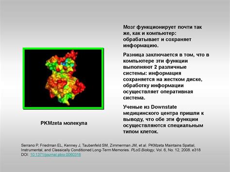 Физические и ментальные характеристики полукровок