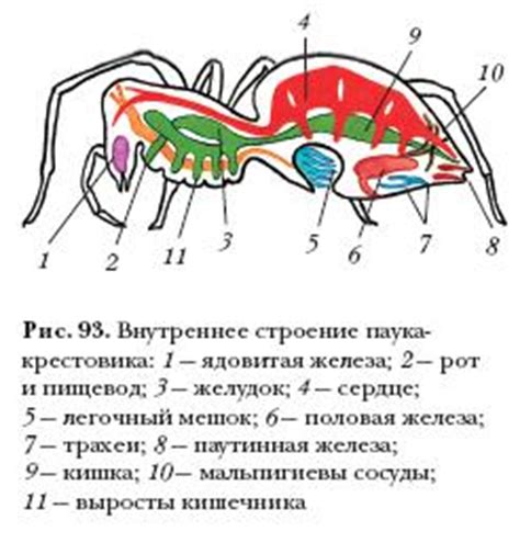 Физические характеристики глитая и паука