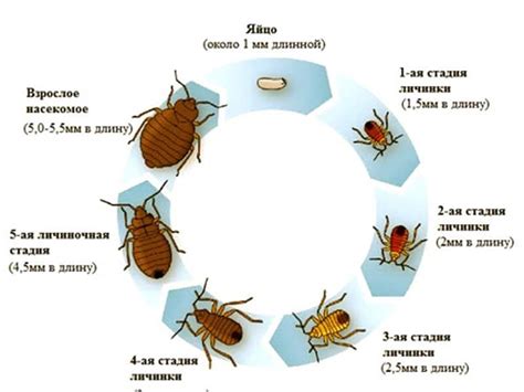 Физические характеристики постельного клопа