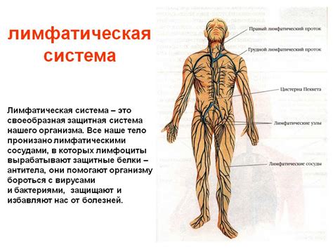 Фильтрация лимфы