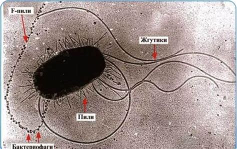 Фимбрии свободные и их взаимодействие с бактериями