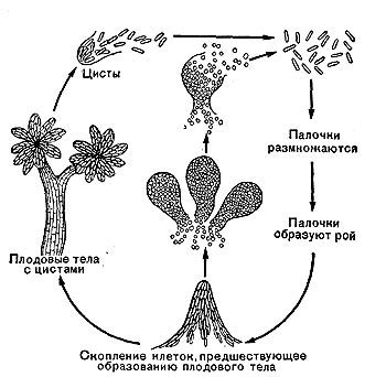 Флора кокков и их особенности