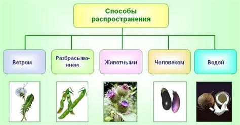 Флумеризм: популярность и распространение