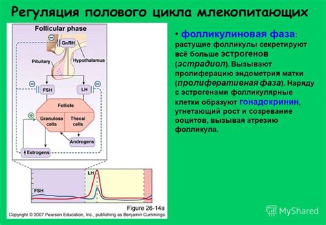 Фолликулиновая фаза: основные понятия