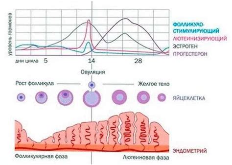 Фолликулярная фаза: подготовка к овуляции