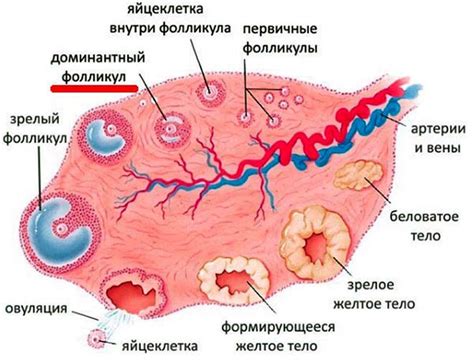 Фолликулярная фаза: что это?