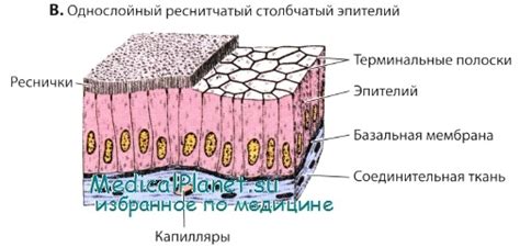 Фолликулярный эпителий: структура и свойства