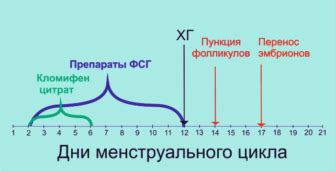 Фолликул - основные понятия