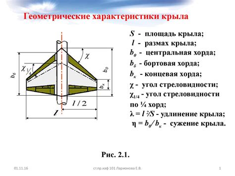 Форма и размеры крыла