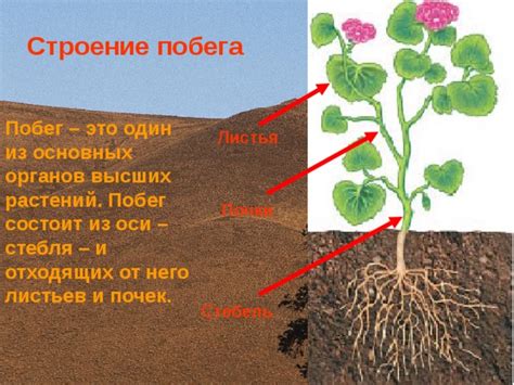 Формирование базального побега роз и особенности его роста