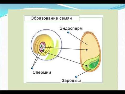 Формирование триплоидного эндосперма