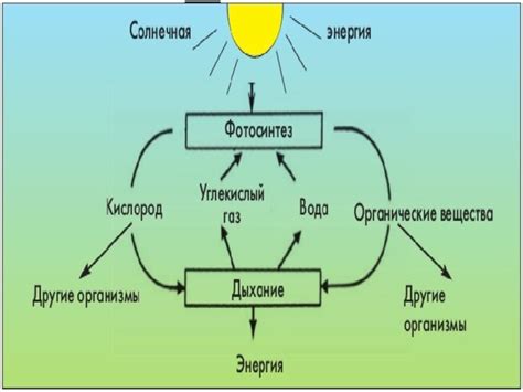 Фотосинтез и его роль в автотрофном питании