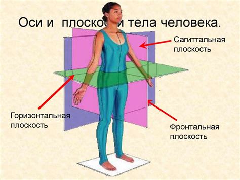 Фронтальная ось в спортивных тренировках