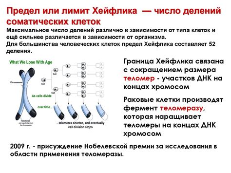 Функции, для которых определен предел хейфлика