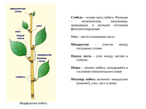 Функции Маняв