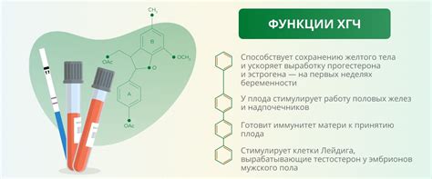 Функции ХГЧ 3100 у женщин