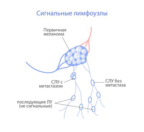 Функции аксиллярного лимфоузла: