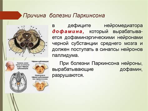 Функции базальных ганглиев