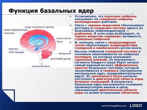 Функции базальных ядер