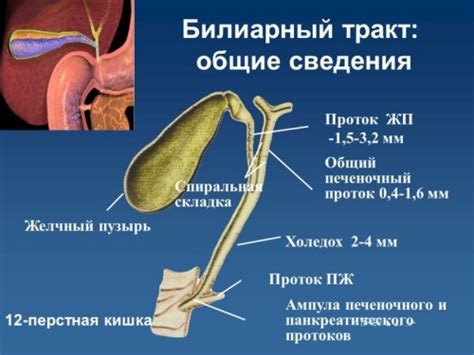 Функции билиарного тракта