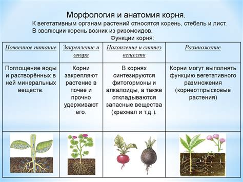 Функции вегетативного корня в растении