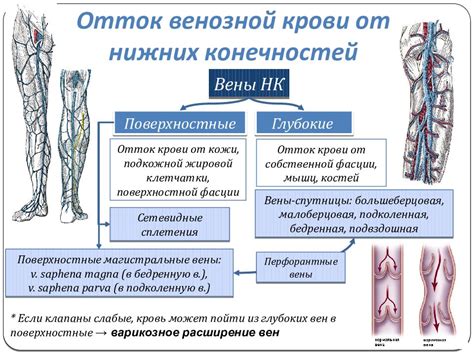 Функции венозной крови