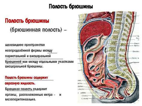 Функции висцеральной брюшины